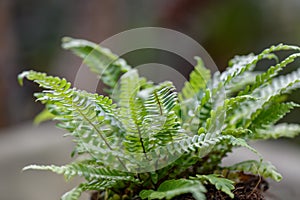 Deer fern Struthiopteris spicant, young plant photo